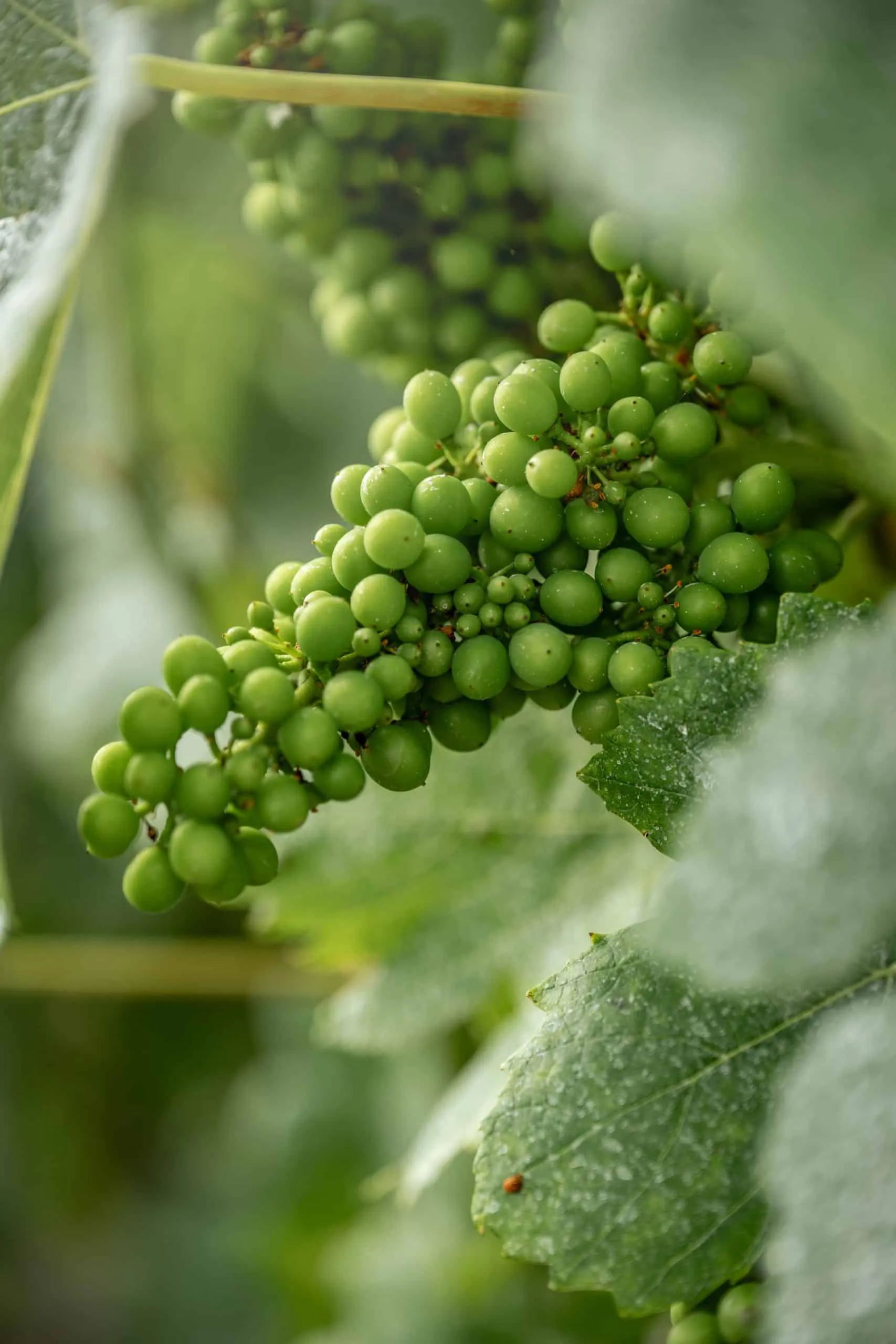 Grappe de raison champagne chaudron Grappe de raison champagne chaudron