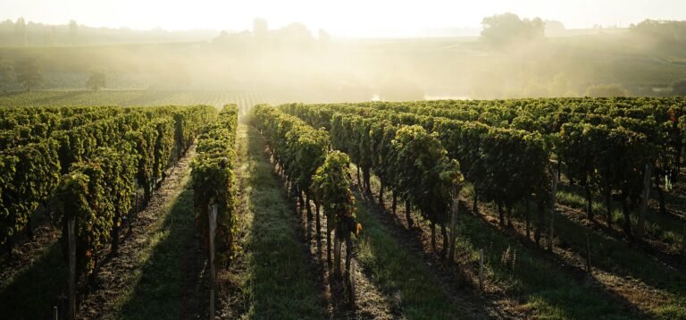 negociant vins bordeaux twm