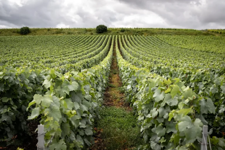 Vignoble domaine Caudron Champagne