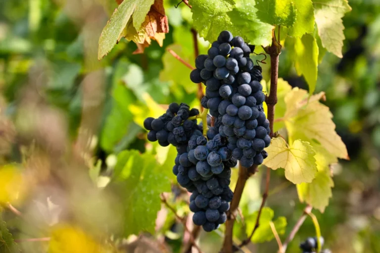 Champagne Mignon boulard Pinot Meunier