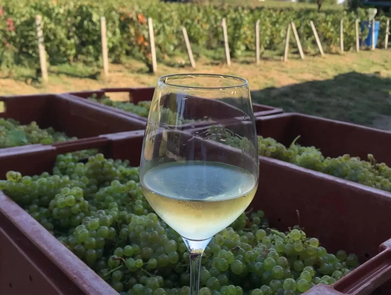 VR Winde Consulting Vendange dégustation domaine langlet