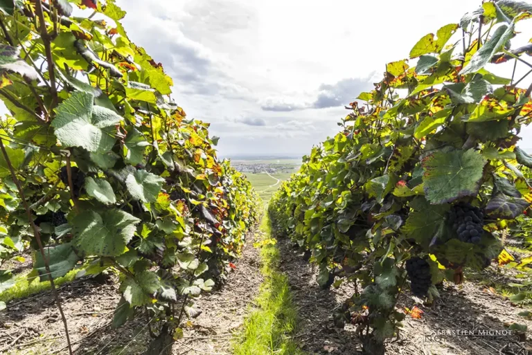 VR Wine Consulting Champagne pierre boever louvois vendange raisin