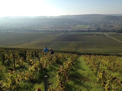 VR Wine Consulting Domaine Langlet Champagne