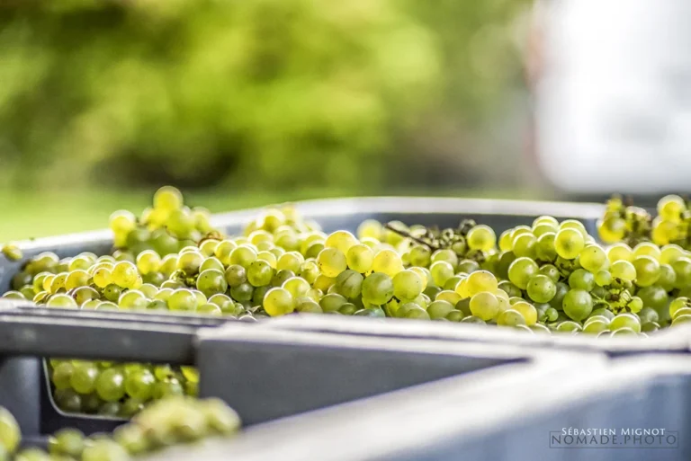 VR Wine Consulting champagne pierre boever raisins blancs