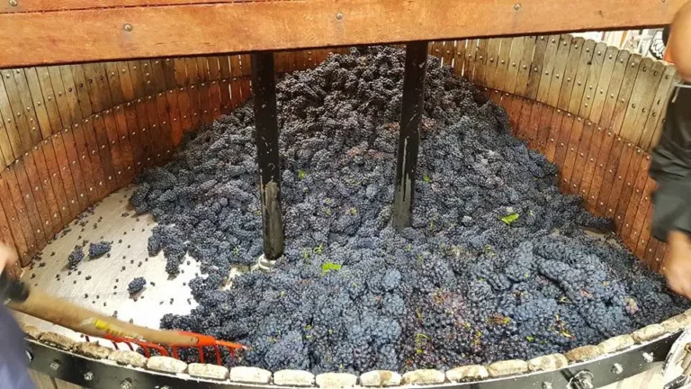 VR Wine Consulting dernière vendange domaine langlet