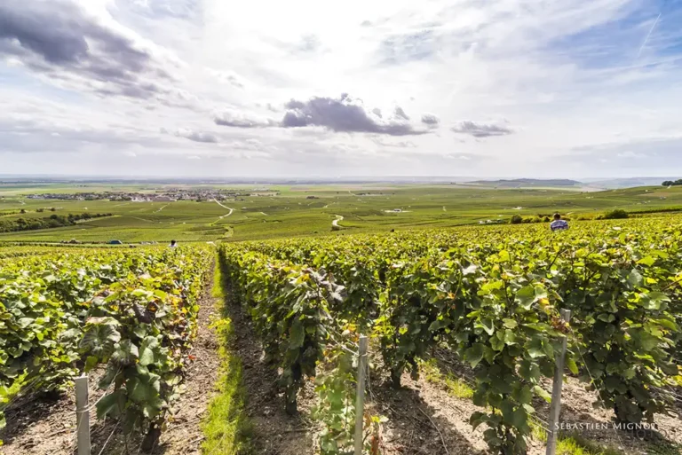 VR Wine Consulting vigne raisin louvois champagne pierre boever