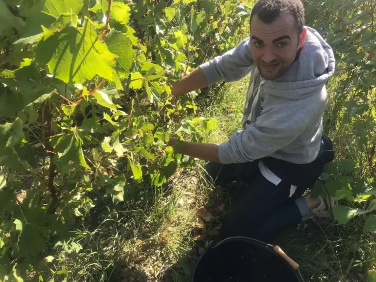 VR Wine consulting Vendange domaine langlet