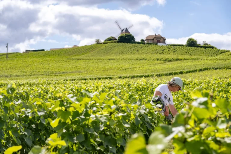 Vignes Champagne chaudron VR Wine Consulting