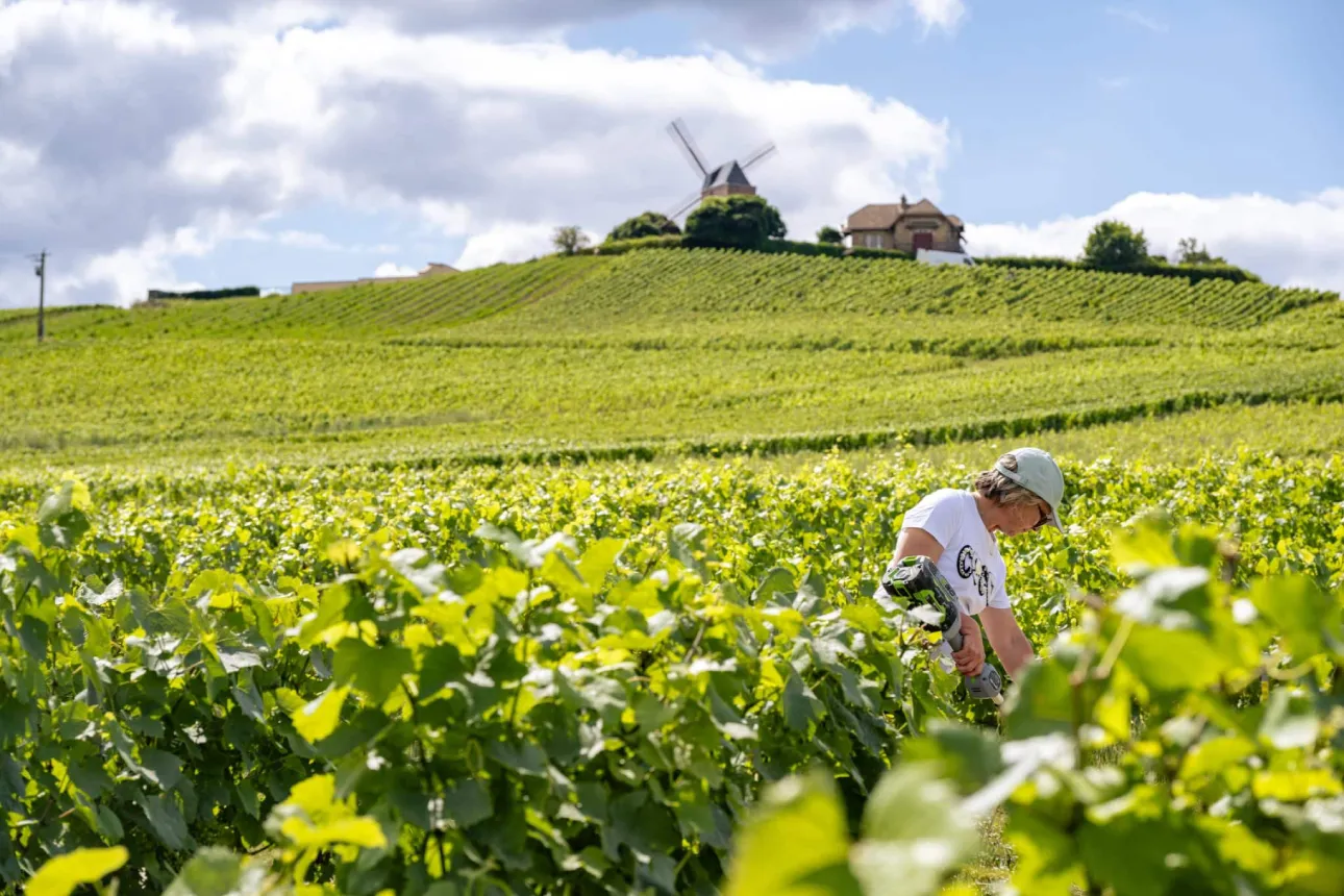 Vignes Champagne chaudron VR Wine Consulting
