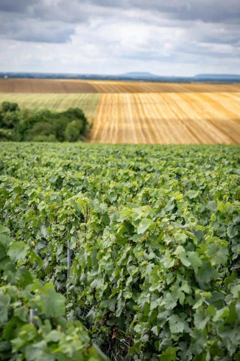 Vignoble Champagne chaudron VR Wine Consulting